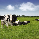 cows