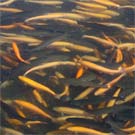 More Fish