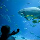 Shark1