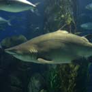 Shark2