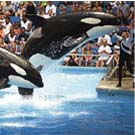 Killer Whales