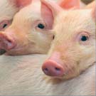 pigs