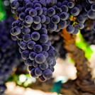 grapes